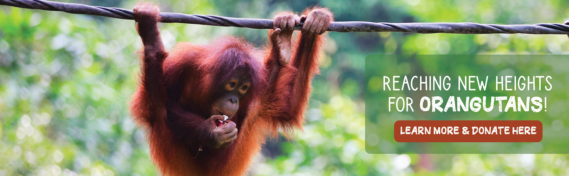 Reaching New Heights for Orangutans